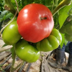 Tomates ancestrales biologiques du Québec, (environ 1Lb), Ferme la Bourrasque