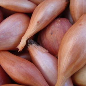 Échalotes françaises biologiques du Québec (225g)