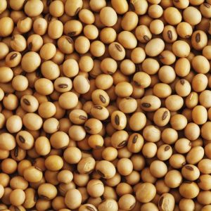 Fèves de soya | Biologiques