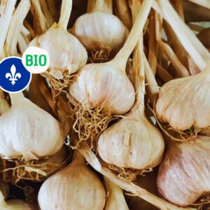 Ail biologique du Québec , 2 bullbes, Jardins Bio-Saveurs