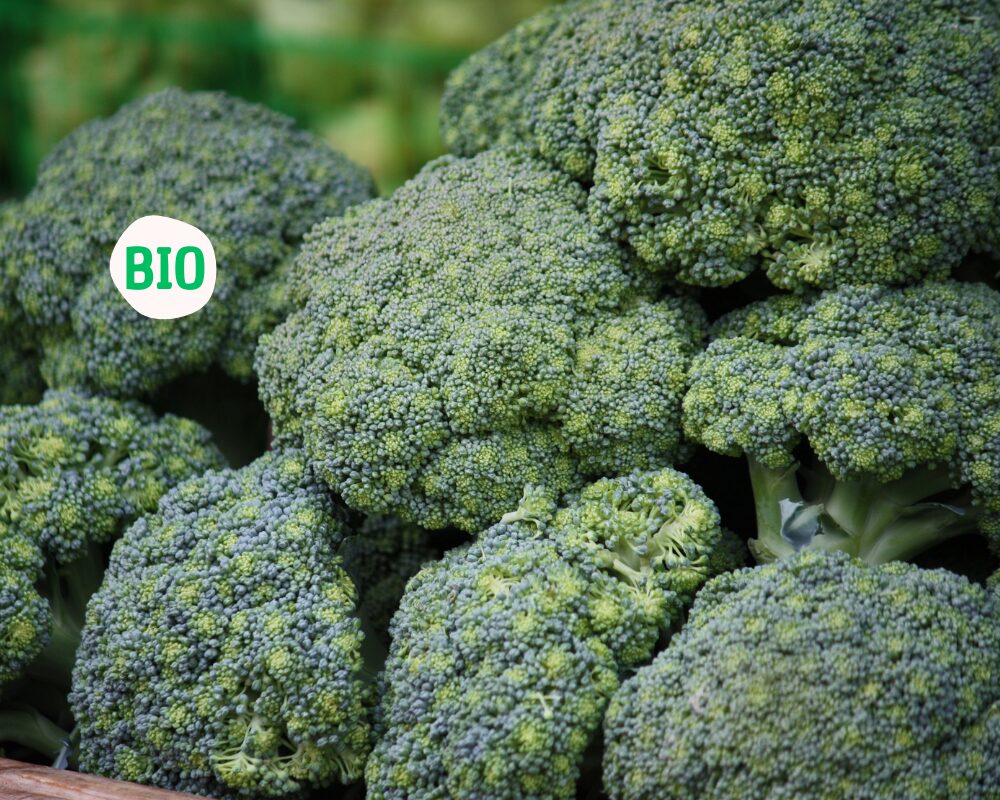 Brocoli bio, Mexique