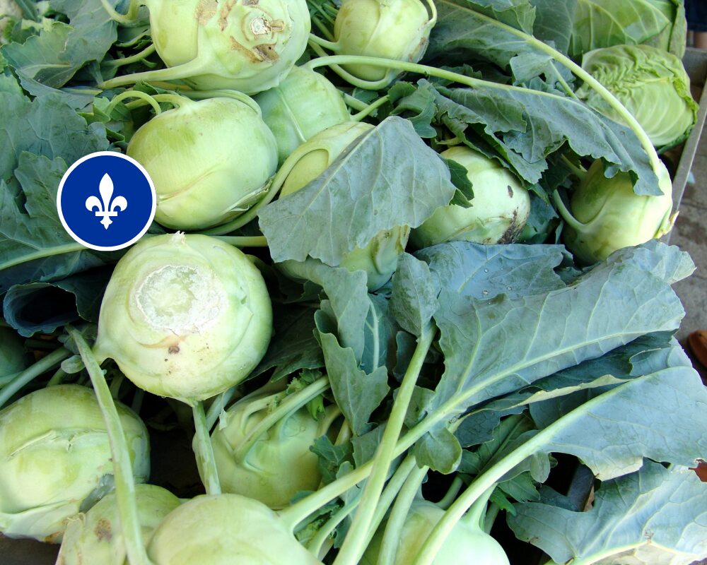 Chou rave du Québec, Ferme Vegco, Lot de 2 moyens-gros - BocoBoco