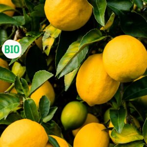 Citron Biologique, Mexique