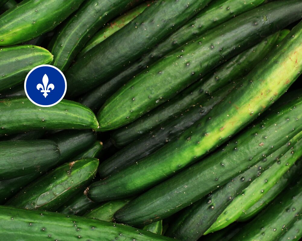 Concombre ''Super Select''du Québec, Ferme Gilles Roy