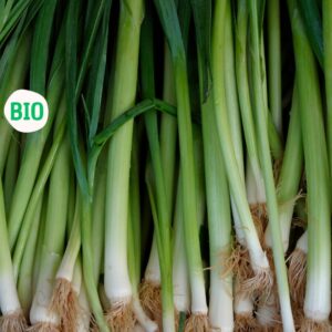 Poireau bio, Mexique