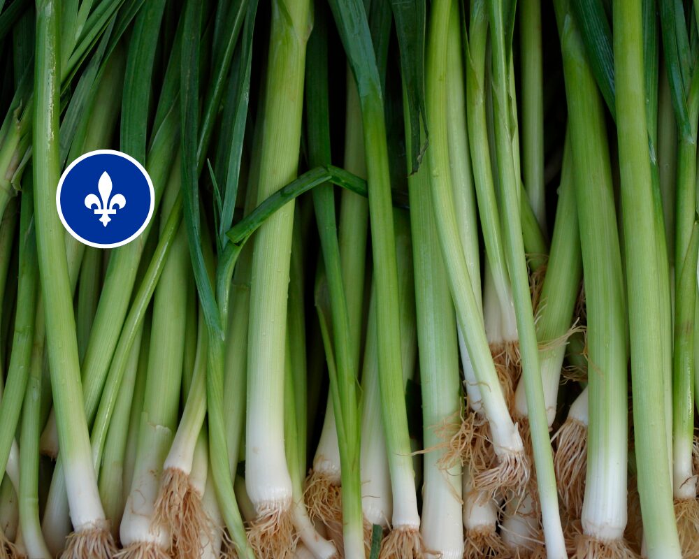 Poireau du Québec, Jardins Legault Fournel