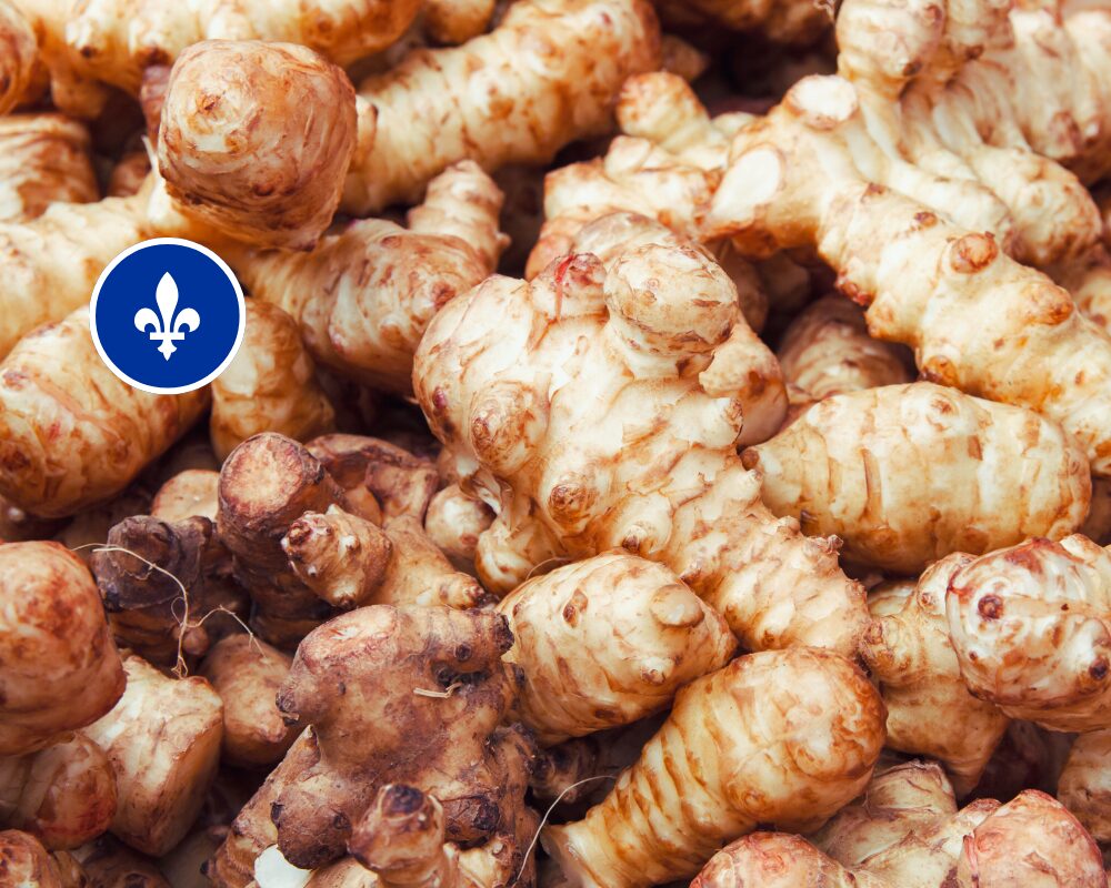 Topinambours *SANS PESTICIDES* du Québec (400gr), Ferme aux pleines saveurs